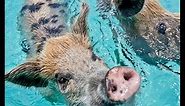 Swim with the Pigs in Exuma, Bahamas with Island Routes