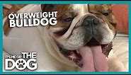 Overweight Bulldog With A Humping Obsession | It's Me or the Dog