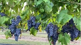 Our Black Spanish Grape Vines