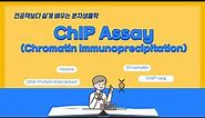 [A16] ChIP Assay (Chromatin Immunoprecipitation)