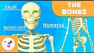 The Skeletal System - Educational Video about Bones for Kids (https://youtu.be/VHCCgrNSSOg)