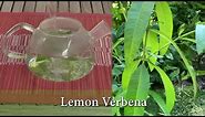 How to Grow Lemon Verbena - Uses, Pruning and Over wintering