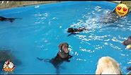 Funniest Dogs Swimming Moments