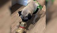 Watch this pug have a face-off with his miniature robot self