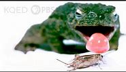 What Makes This Frog's Tongue So Fast AND Sticky? | Deep Look