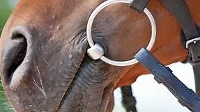 Every horse is an individual, each with different mouth conformation, which is why there are many types of bit to suit all requirements and preferences.