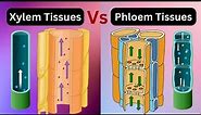 Xylem vs phloem tissues || xylem vs phloem|| Vascular bundles|| Biology