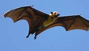 The Top 10 Largest Bats in the World in 2024