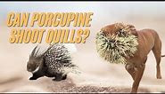 Can Porcupines Shoot Quills Out of Their Back? 🦔 How Far can Porcupines Shoot Their Quills