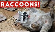 Funniest Raccoon Video Compilation of 2017 | Funny Pet Videos
