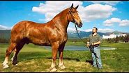 The BIGGEST HORSES In The World 🐎