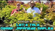 Comparing Dwarf Japanese Maples