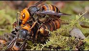 Two Giant Killer Hornet Colonies Fight to the Death