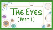 GCSE Biology - How the Eye Works (Part 1) - Structure of the Eye & Iris Reflex #31