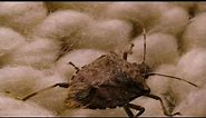 Stink bug season: How to keep them out of your home