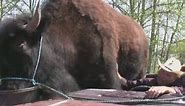 Massive buffalo is world's largest pet
