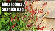 Mina lobata / Spanish flag vine | Amazingly beautiful vine to grow at home