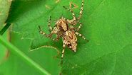 Massachusetts Spiders: Pictures and Identification - Green Nature