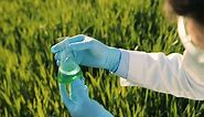 Free stock video - Close-up view of researcher man hands holding test tube and doing pest control in the green field