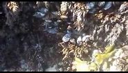 collecting / harvesting California Mussels for bait