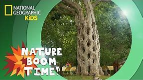 Twisting Trees | Nature Boom Time | @natgeokids