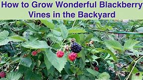 How to Grow Wonderful Blackberry Vines in the Backyard