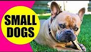 SMALL DOG BREEDS - List of Small Dog Breeds in the World