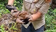 Enormous Cane Toad Might Be Biggest Toad Ever Found