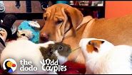 Dog And Guinea Pigs Are Obsessed With Eating Lettuce Together | The Dodo Odd Couples