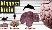 Biggest Brain in the World - Size Comparison | Comparison of Brain Size in the World | World INFO