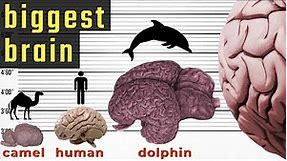 Biggest Brain in the World - Size Comparison | Comparison of Brain Size in the World | World INFO
