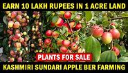 APPLE BER FARMING | Kashmiri Sundari Apple Ber Plant | Eart Plant Nursery | Apple Ber Ki Kheti