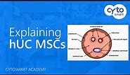 Human Umbilical Cord Mesenchymal Stem Cells (hUC MSCs) explained - CytoSMART Academy