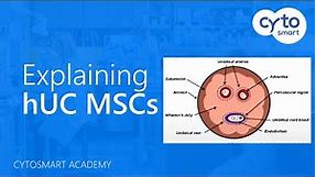 Human Umbilical Cord Mesenchymal Stem Cells (hUC MSCs) explained - CytoSMART Academy