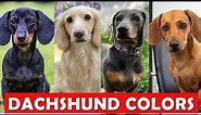 Dachshund Colors: A Guide on Picking the Right Coat Color