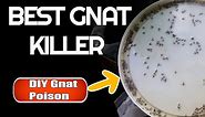 Best Gnat Killer How to get rid of gnats & fruit flies