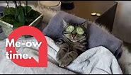 This sassy cat does not want to be disturbed when enjoying his spa day! 🐱 | SWNS