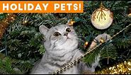 Cutest Holiday Pets Compilation 2018 | Funny Pet Videos