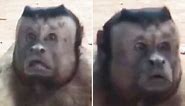 A zoo monkey with ‘a human face’ and a frantic expression sees social media users go ape in China