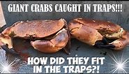 GIANT Edible Crabs - How Did They Get In The TRAPS? - LOBSTER FISHING UK