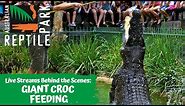 SALTWATER CROCODILE WATER JUMP FEEDING (LIVE FOOTAGE) | AUSTRALIAN REPTILE PARK