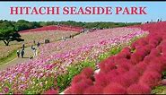 [Hitachi Seaside Park] Japan's Largest Kochia Garden