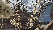 Burbank Plum Tree in full bloom #bussybees#springvibes