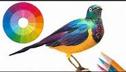 Drawing a bird with 3 colors -- Color Theory for artists.