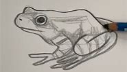 Draw a frog 🐸 Easy drawing lesson for beginners on how to draw a frog. #drawinglesson #howtodraw | Mark Liam Smith
