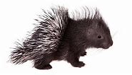 Baby Porcupine: 6 Pictures and 6 Amazing Facts