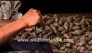 Learn how to peel areca nuts