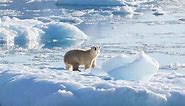 Strange, Isolated Group of Polar Bears Discovered in Greenland