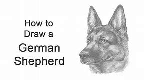 How to Draw a German Shepherd Dog (Head Detail)