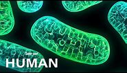 Mitochondria Aren't Just the Powerhouse of the Cell
